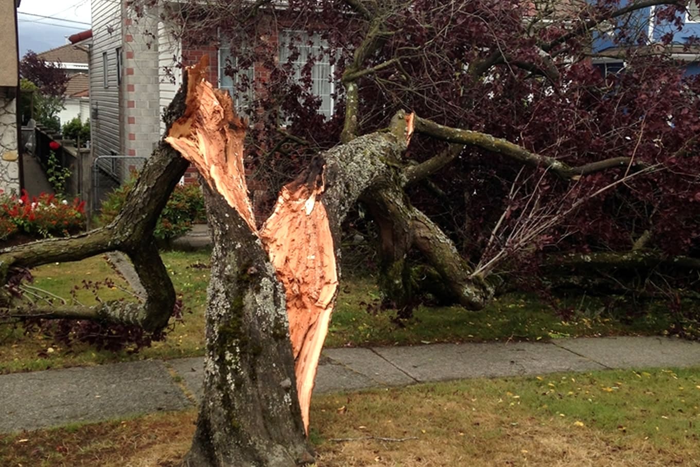 Storm Clean Up