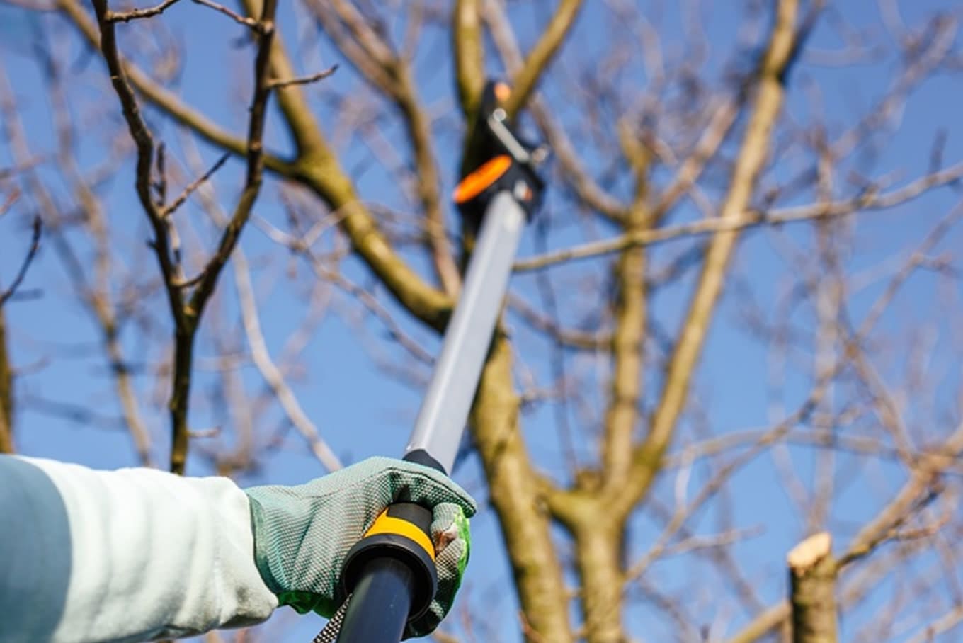 Tree Pruning