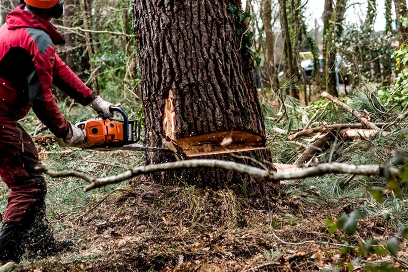 Tree Removal