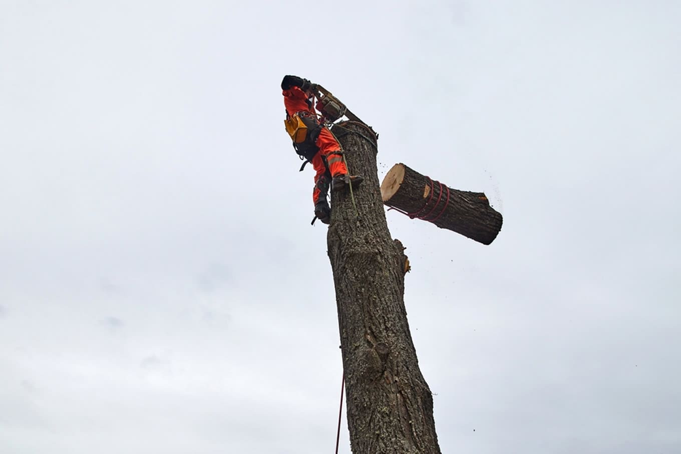 Tree Topping