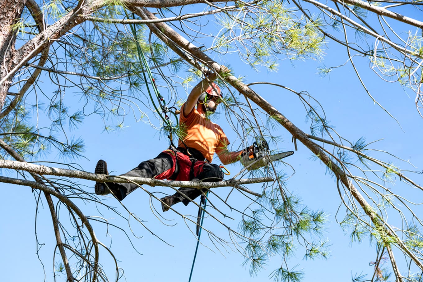Tree Trimming