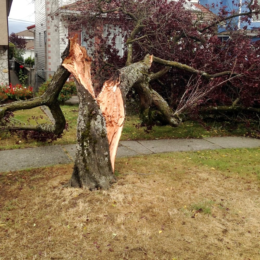 Storm Clean Up