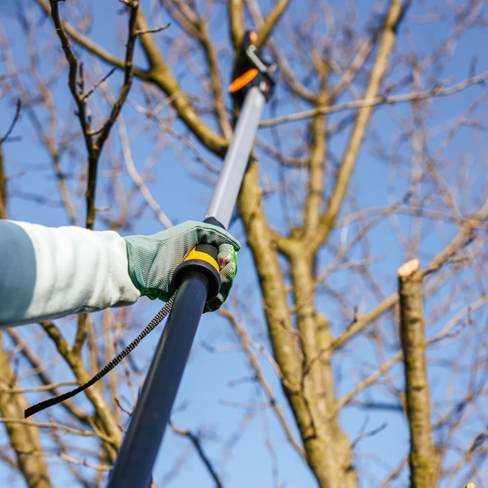 Tree Pruning