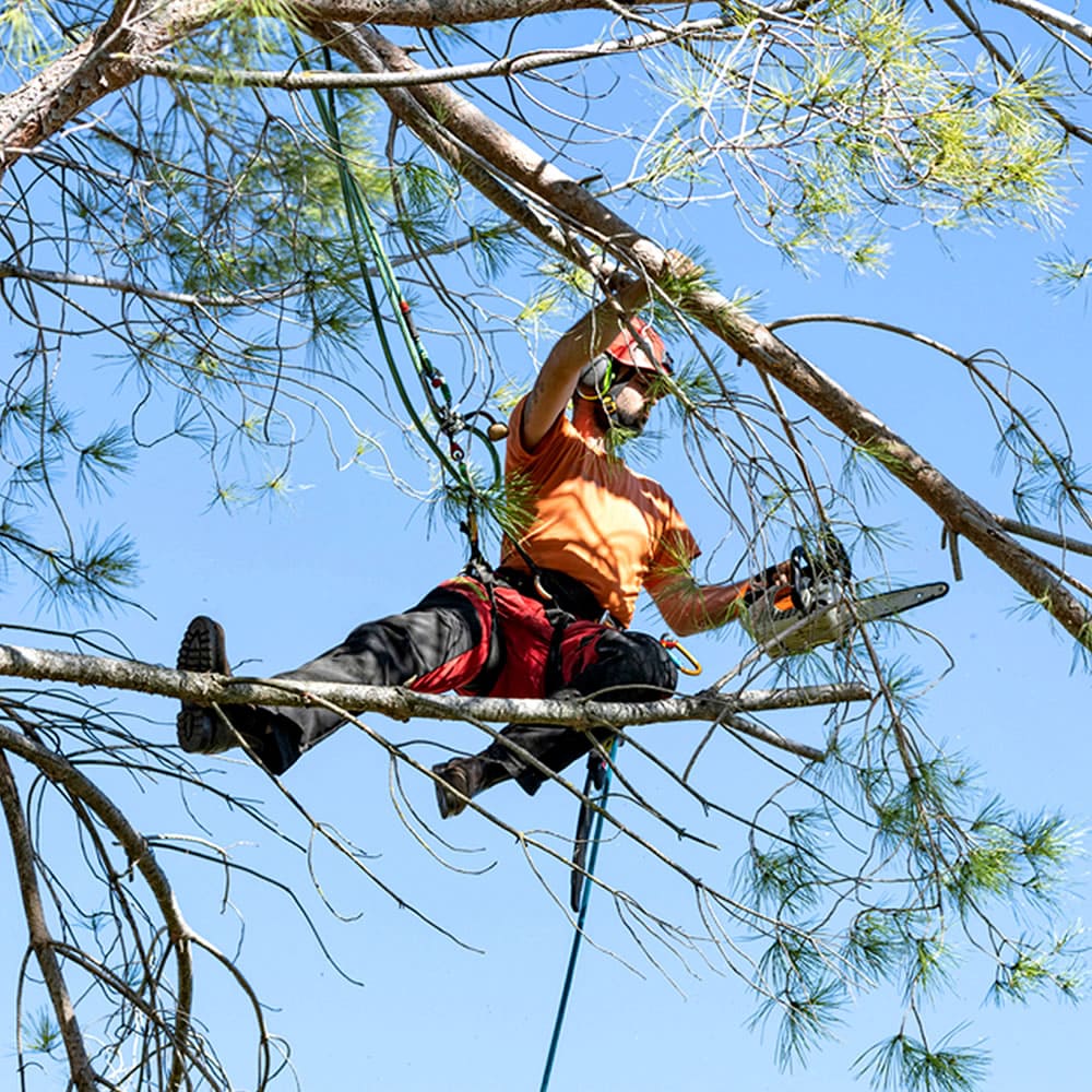 Tree Trimming